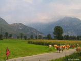 Cows coming back from Alps
