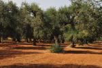 Dad's olive trees