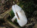 Mushroom in New Hampshire