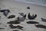 Slepping seals