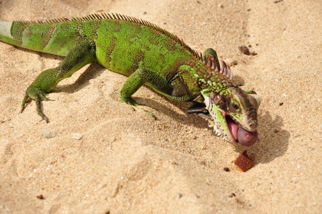 Green Iguana (by Paolo Ciccarese)