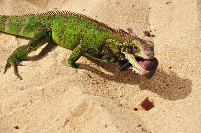 Green Iguana (by Paolo Ciccarese)