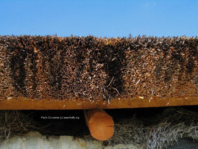 Detail of the roof